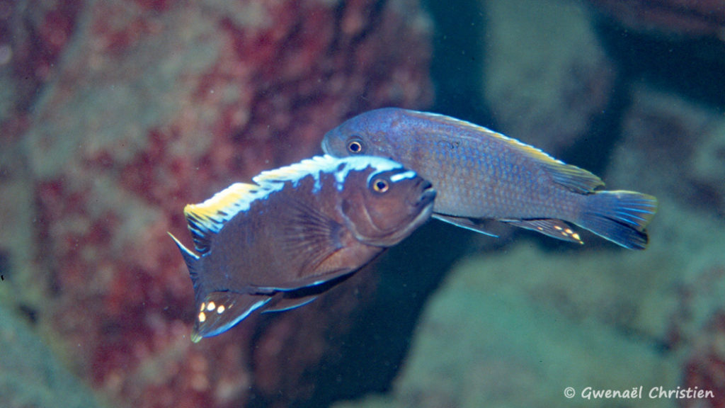 Cynotilapia sp. "mamba", in situ à Lion's Cove