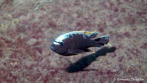 Cynotilapia sp. "mamba", in situ à Lion's Cove