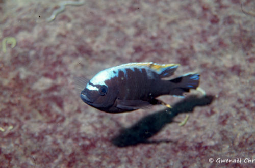 Cynotilapia sp. "mamba", in situ à Lion's Cove