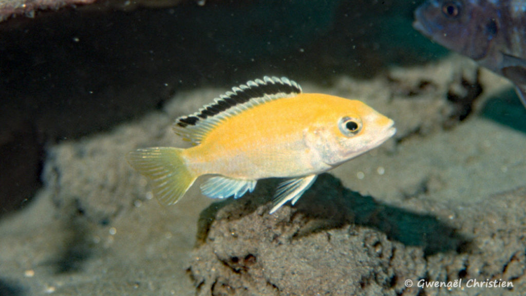 Labidochromis caeruleus, in situ à Lion's Cove