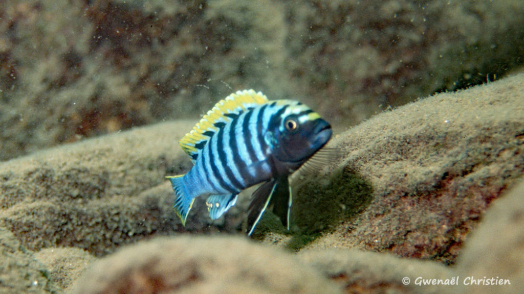 Cynotilapia afra, in situ à Nkata Bay