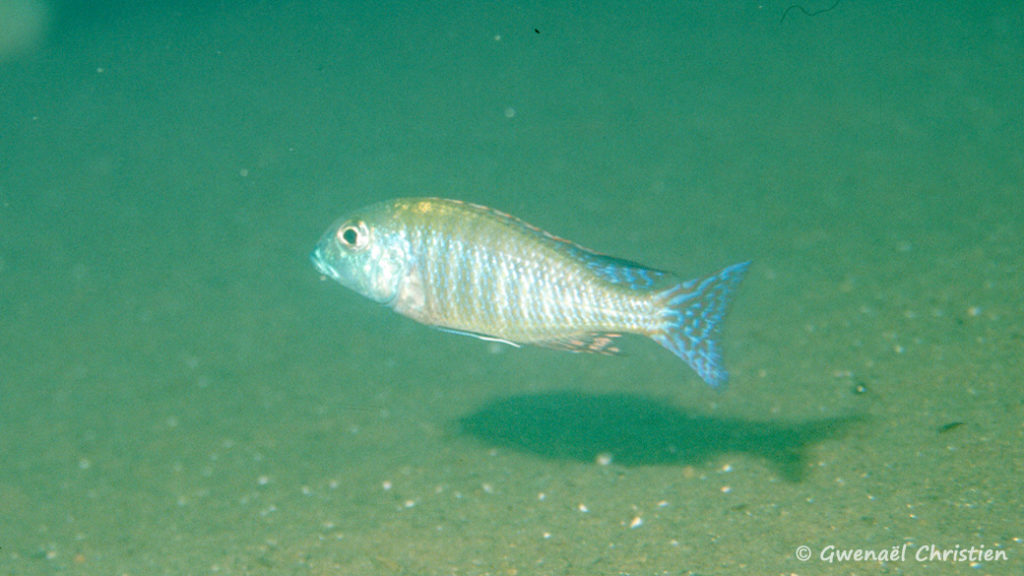 Lethrinops albus, in situ à Kande Island