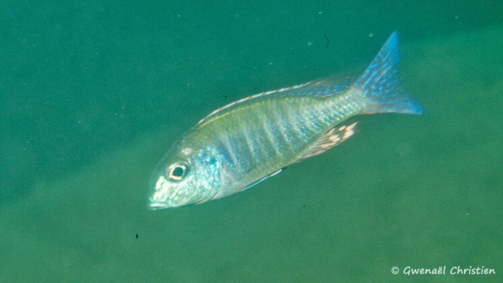 Lethrinops albus, in situ à Kande Island