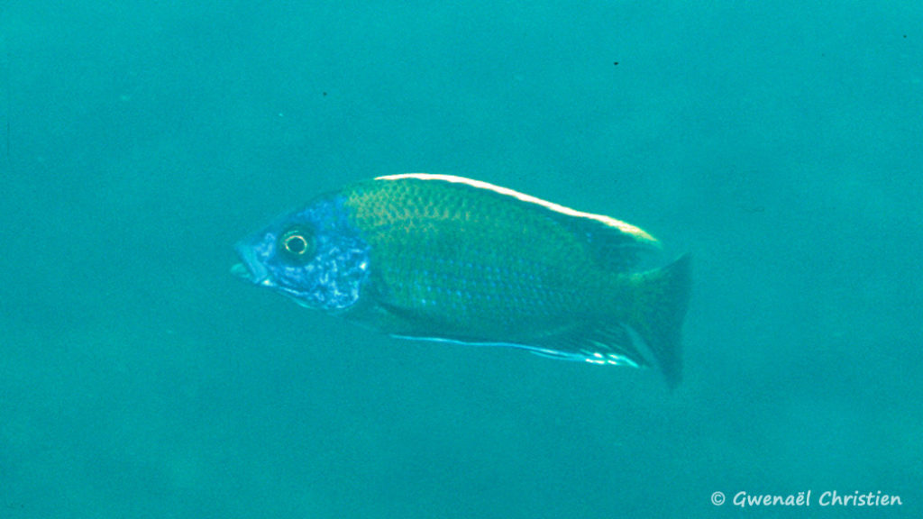 Copadichromis borleyi, mâle, in situ à Kande Island