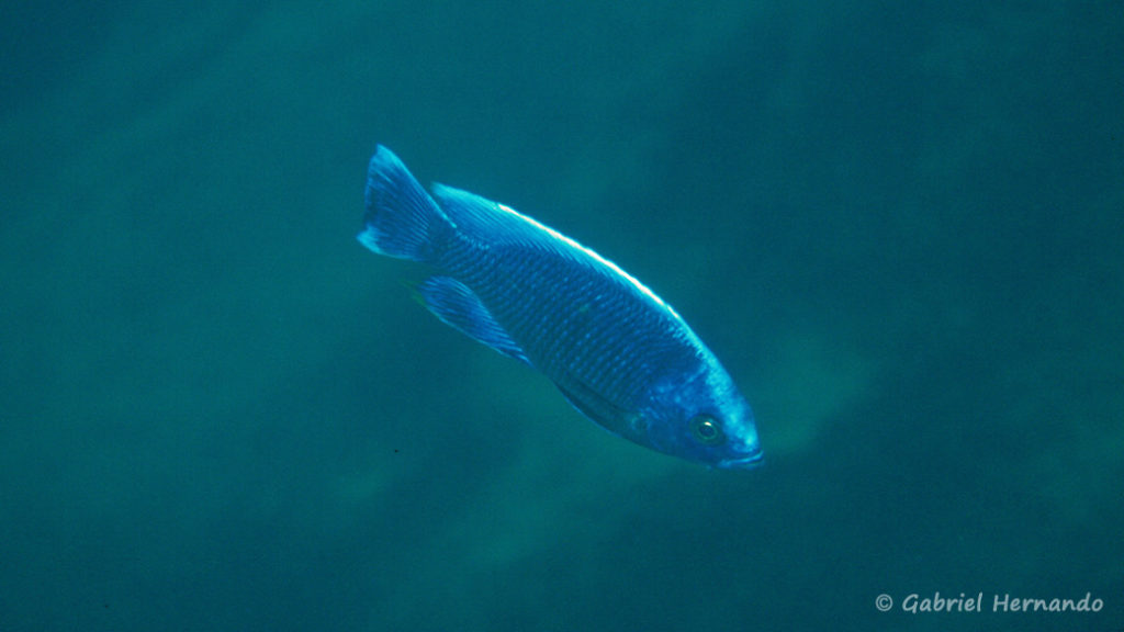 Copadichromis cyaneus, in situ à Zimbawe Rock