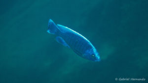 Copadichromis cyaneus, in situ à Zimbawe Rock