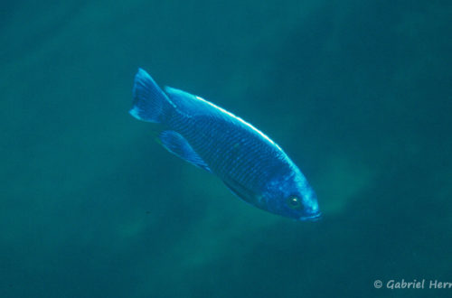 Copadichromis cyaneus, in situ à Zimbawe Rock