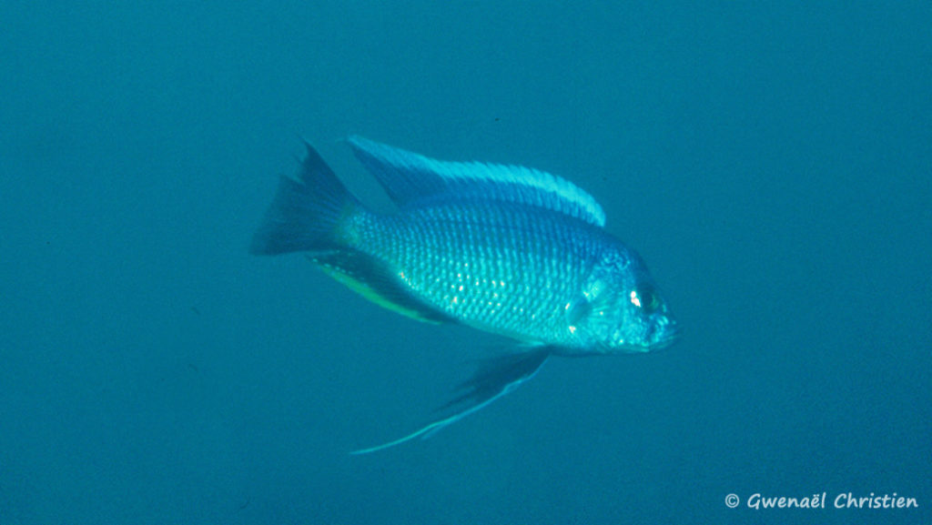 Copadichromis borleyi, mâle, in situ à Zimbawe Rock