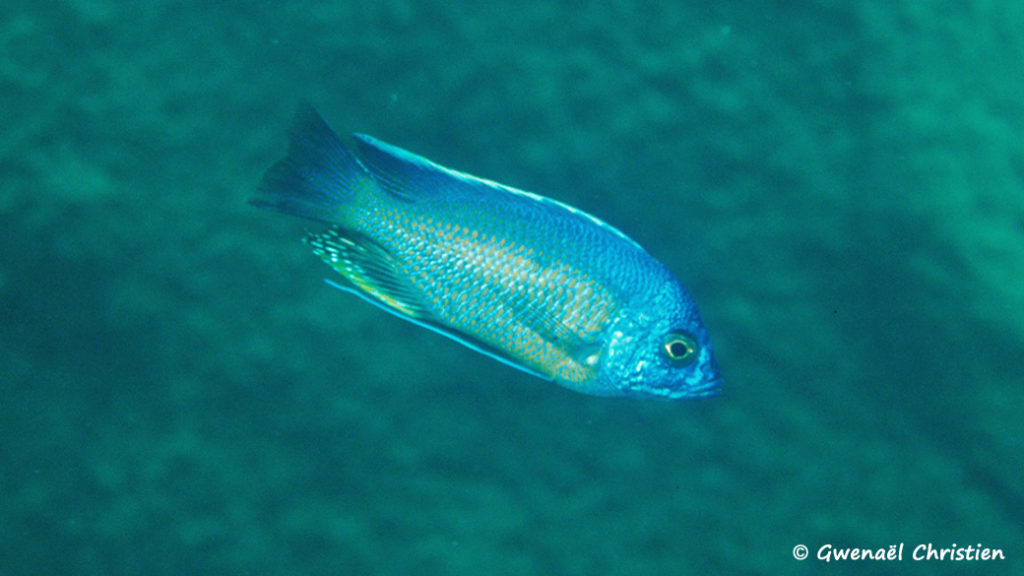 Copadichromis borleyi, mâle, in situ à Mumbo Island