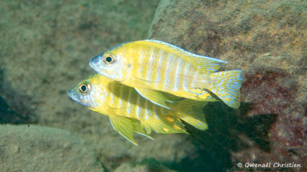 Aulonocara sp. "stuartgranti maleri", mâles in situ à Nakantenga Island