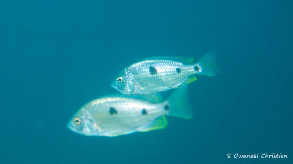 Copadichromis borleyi, femelles, in situ à Mbenji Island