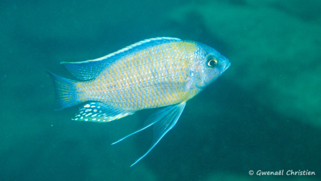 Copadichromis borleyi, mâle, in situ à Mbenji Island