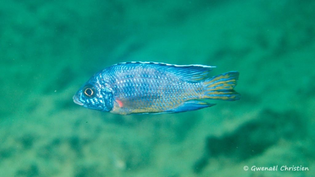 Aulonocara koningsi, in situ à Mbenji Island