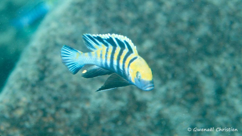 Cynotilapia afra, in situ à Cobue