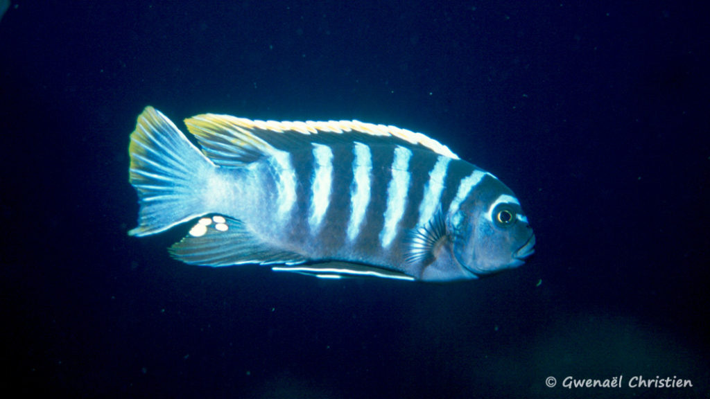 Cynotilapia afra, in situ à Thumbi Rock