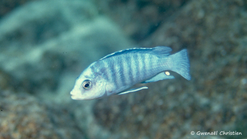 Labidochromis chizumulae, in situ à Chizumulu Island