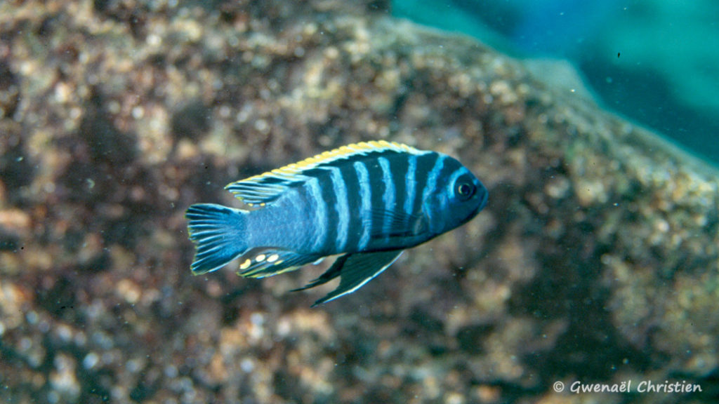 Cynotilapia afra, in situ à Chizumulu