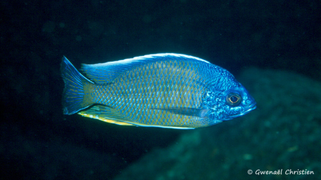 Copadichromis borleyi, mâle, in situ à Taiwan Reef