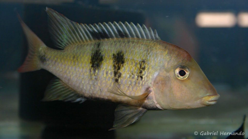 Geophagus pellegrini (Vichy, congrès AFC 2007)