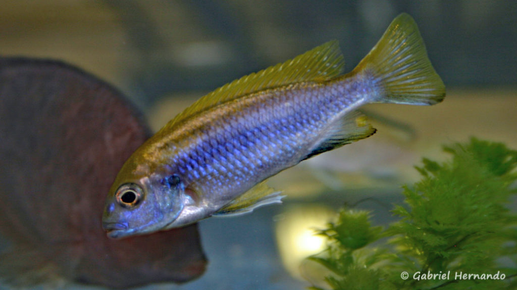 Gephyrochromis lawsi (Vichy, congrès AFC 2007)