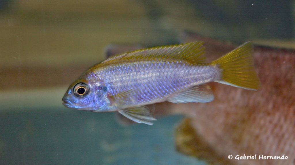 Gephyrochromis lawsi (Vichy, congrès AFC 2007)