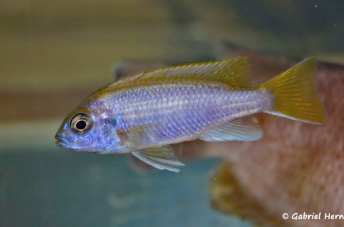 Gephyrochromis lawsi (Vichy, congrès AFC 2007)