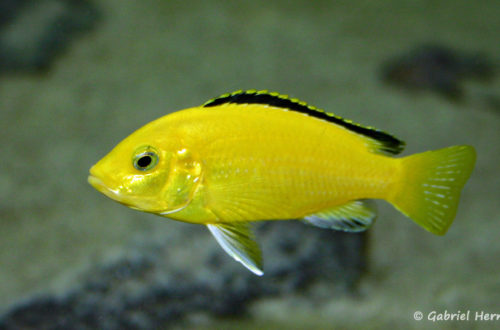 Labidochromis caeruleus