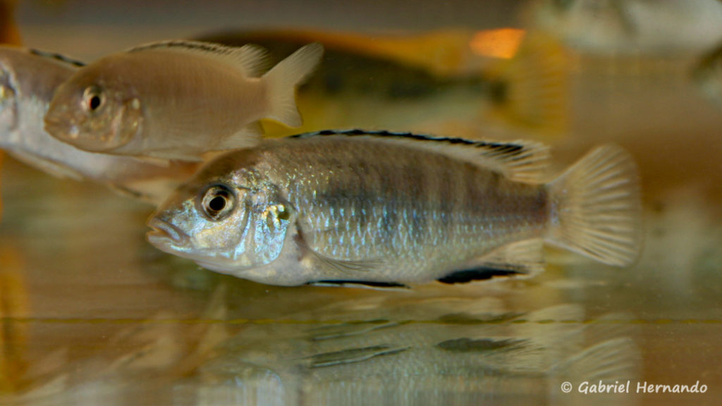 Labidochromis caeruleus, variété de Chadagha (Nancy, congrès AFC 2008)