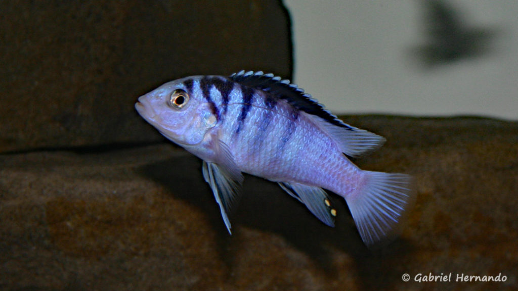 Labidochromis chizumulae