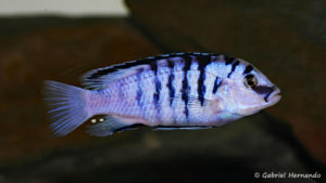 Labidochromis chizumulae