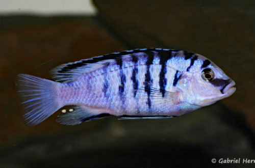 Labidochromis chizumulae