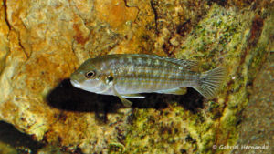 Labidochromis flavigulis, femelle (Club aquariophile de Vernon, novembre 2011)