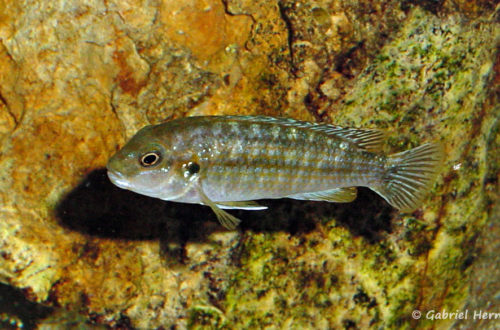 Labidochromis flavigulis, femelle (Club aquariophile de Vernon, novembre 2011)