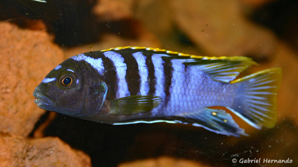 Labidochromis sp. "mbamba" (Chez Pascal Chevalier, août 2006)
