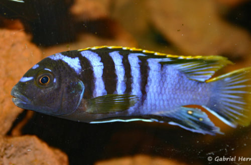 Labidochromis sp. "mbamba" (Chez Pascal Chevalier, août 2006)