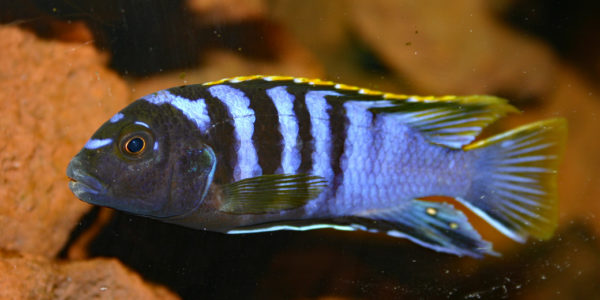 Labidochromis sp. "mbamba" (Chez Pascal Chevalier, août 2006)