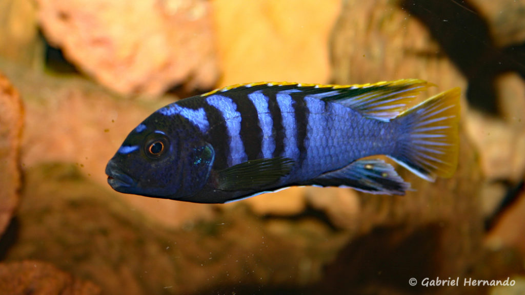 Labidochromis sp. "mbamba"  (Chez Pascal Chevalier, août 2006)