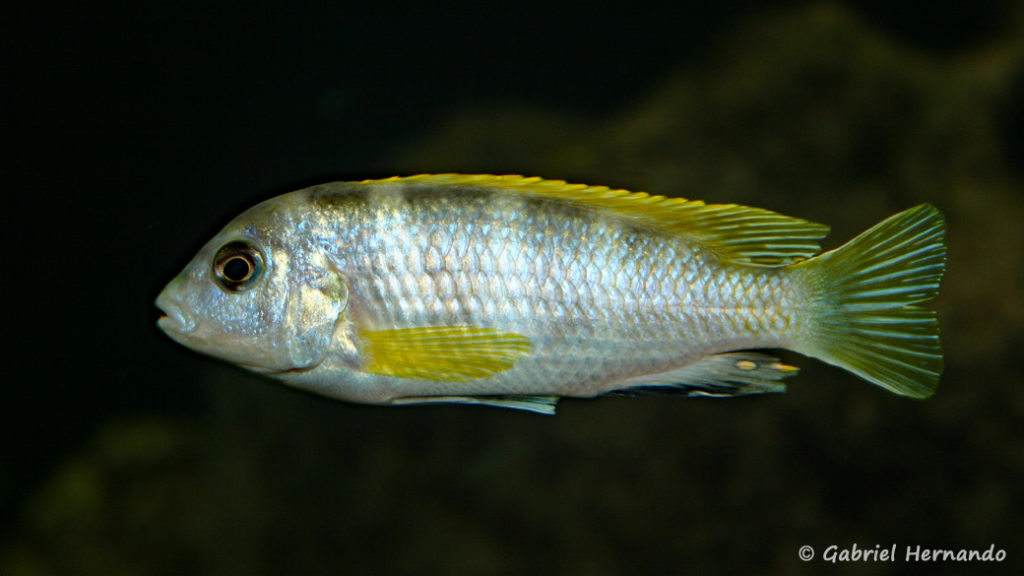 Labidochromis sp. "Perlmutt" mâle (chez moi, août 2004)