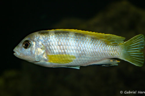 Labidochromis sp. "Perlmutt" mâle (chez moi, août 2004)