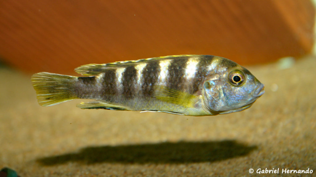 Labidochromis sp. "Perlmutt" femelle en incubation (chez moi, août 2004)