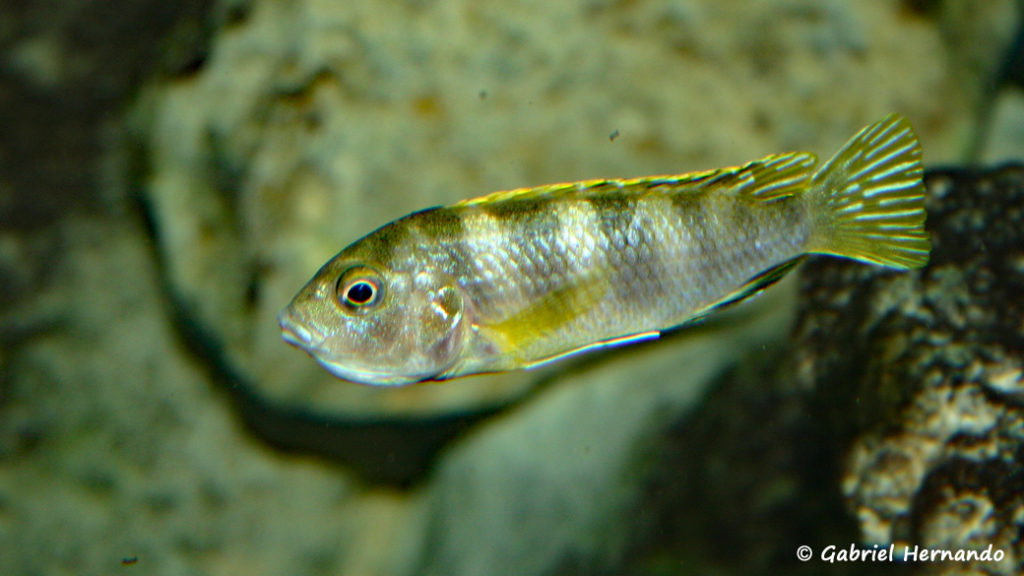 Labidochromis sp. "Perlmutt" femelle en incubation (chez moi, juin 2004)