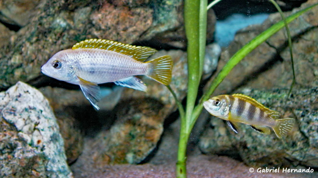 Labidochromis sp. "Perlmutt" (chez moi, juin 2000)