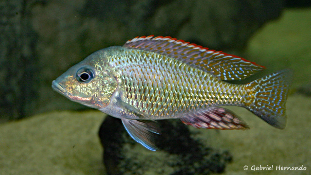 Lethrinops lethrinus (Club aquariophile de Vernon, juin 2004)