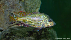 Lethrinops lethrinus (Club aquariophile de Vernon, juin 2004)