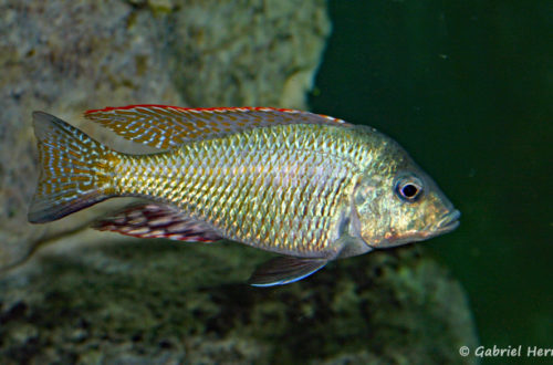 Lethrinops lethrinus (Club aquariophile de Vernon, juin 2004)