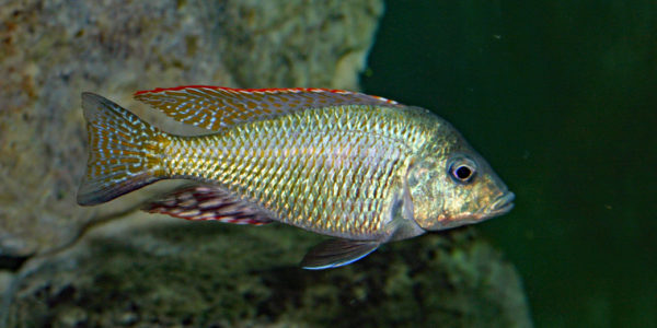 Lethrinops lethrinus (Club aquariophile de Vernon, juin 2004)