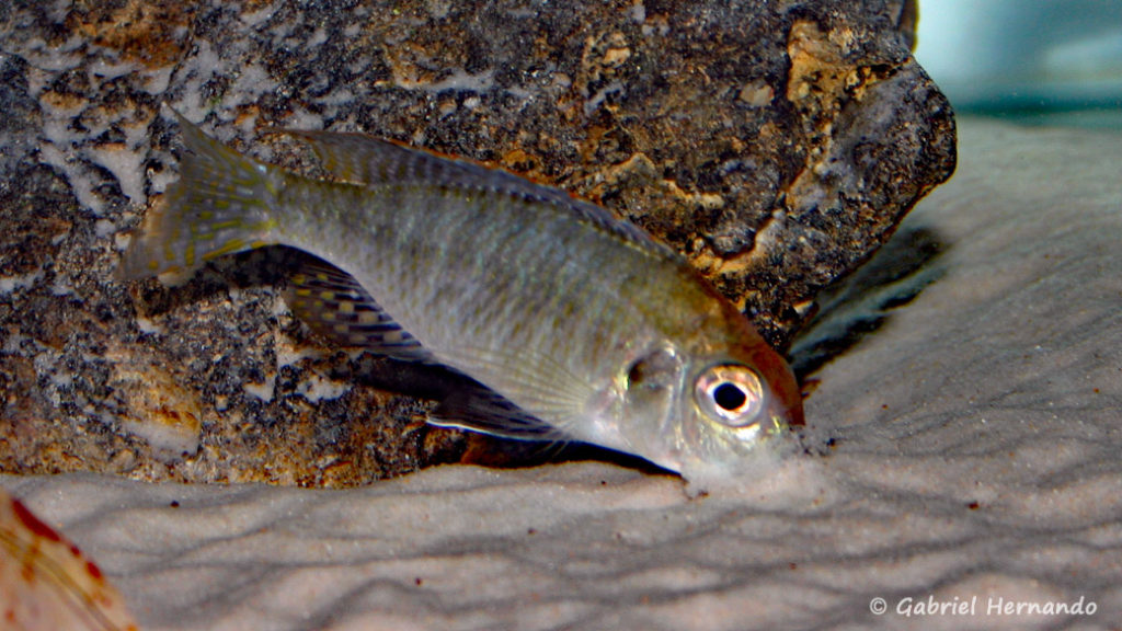 Lethrinops sp. "Red Cap Tanzania", mâle (chez moi, juin 2004)