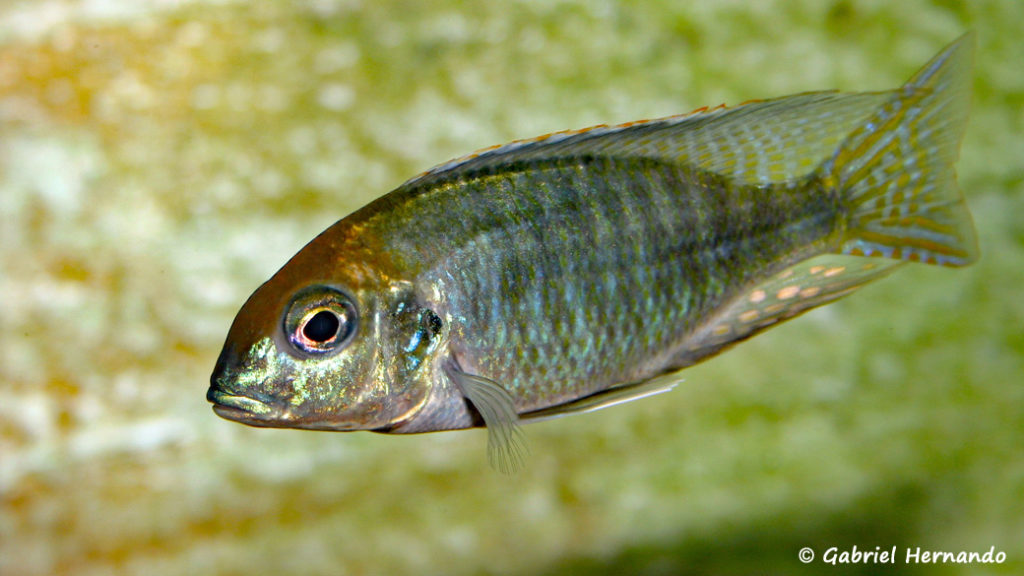 Lethrinops sp. "red cap", mâle (chez gilles Garrier, novembre 2007)