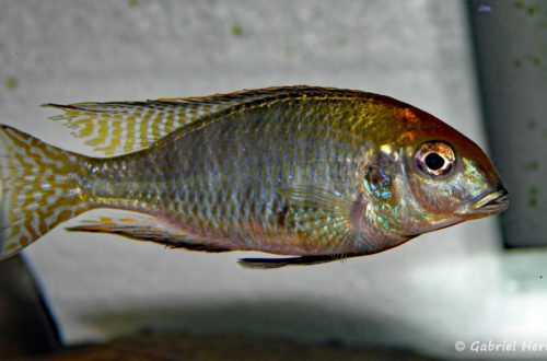 Lethrinops sp. "Red Cap Tanzania", mâle (chez moi, mars 2005)