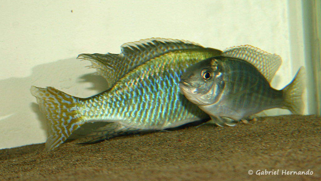 Lethrinops sp. "Red Cap Tanzania", en phase de reproduction (chez moi, mars 2006)